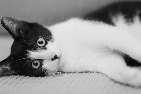 Смешные картинки котики черно белые и наивные