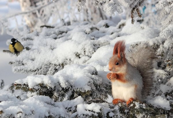 Смешные картинки животных зимой красивые