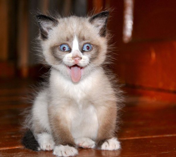 Смешные картинки кошки показывают язык