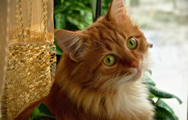 Смешные картинки рыжие кошки красивые