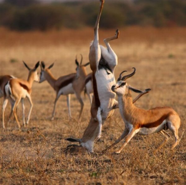 Смешные картинки антилопы