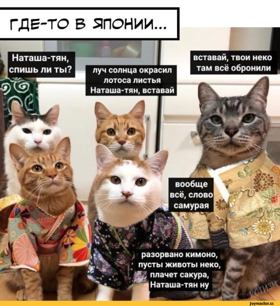 Смешные картинки кошки с надписями наташа