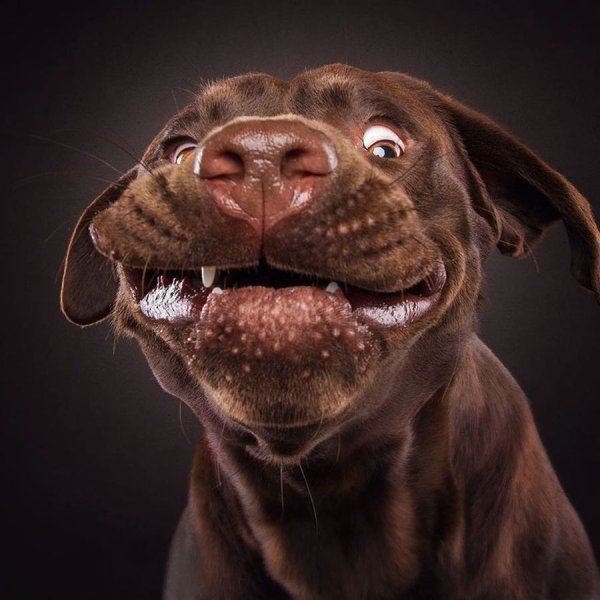 Смешные картинки мордочки собак