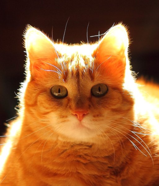 Смешные картинки рыжих кошек