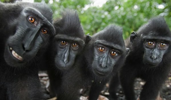 Смешные картинки больших обезьян