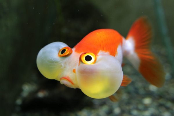 Смешные картинки рыбы в аквариуме