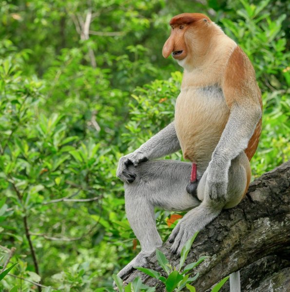 Смешные картинки носач обезьяна прикольные