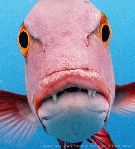 Смешные картинки рыбы мира