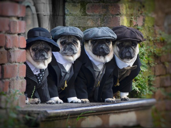 Puggy Potter Мопс