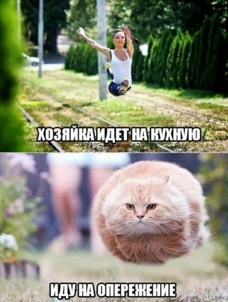 Смешные картинки с надпися