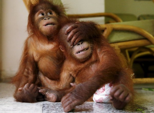 Смешные картинки орангутанг прикольные и ржачные