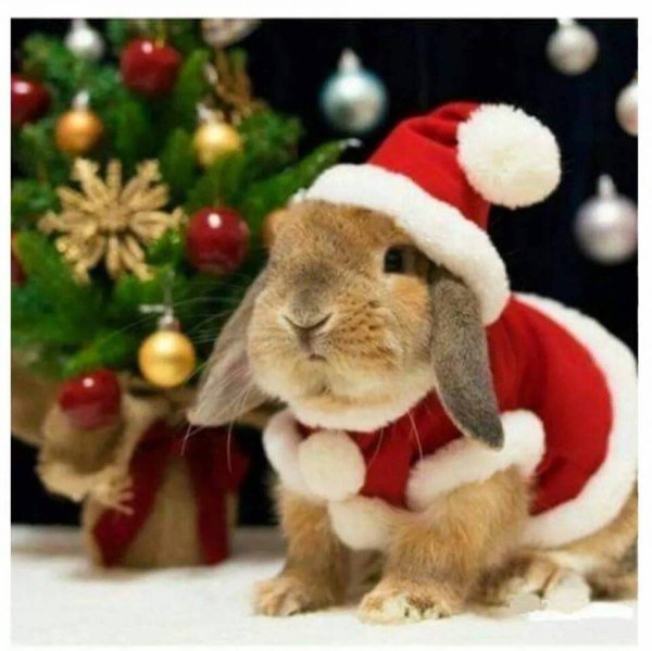 Картинки кролик смешной новогодний