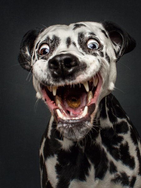 Самые смешные картинки животные собаки