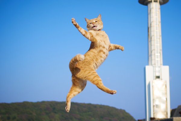 Энергичный кот