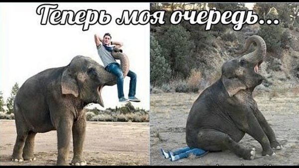 Смешные картинки до слёз