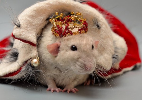 Модная крыса