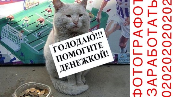 Кот просит милостыню