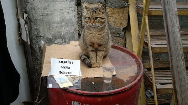 Кот побирается