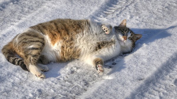 Смешные картинки домашних животных зимой