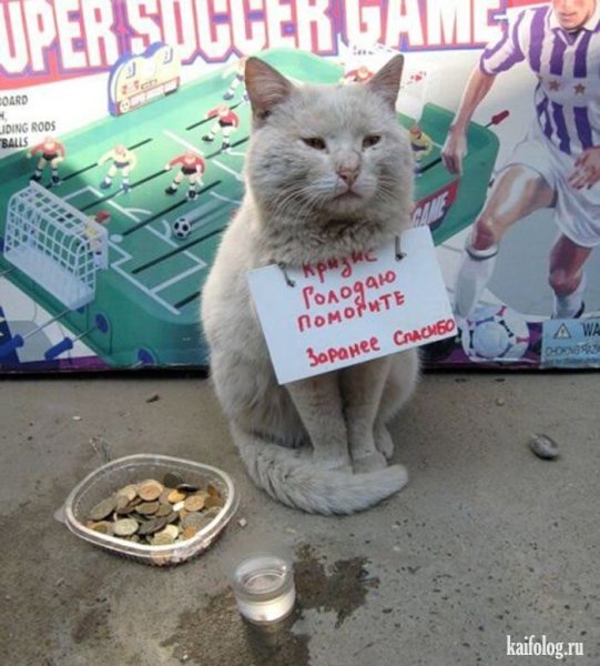 Кошка попрошайка