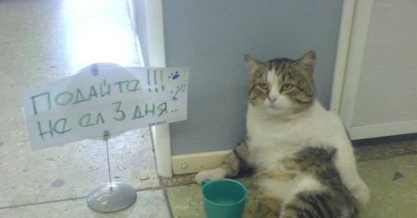 Кот побирается