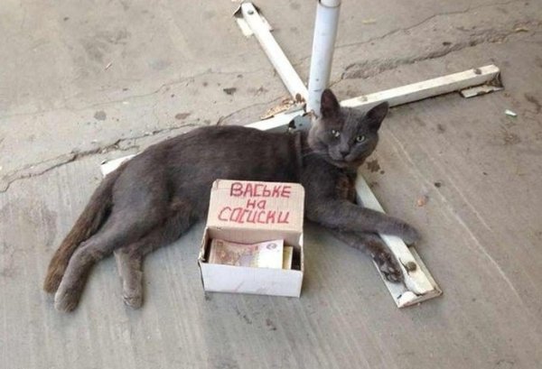 Нищий кот