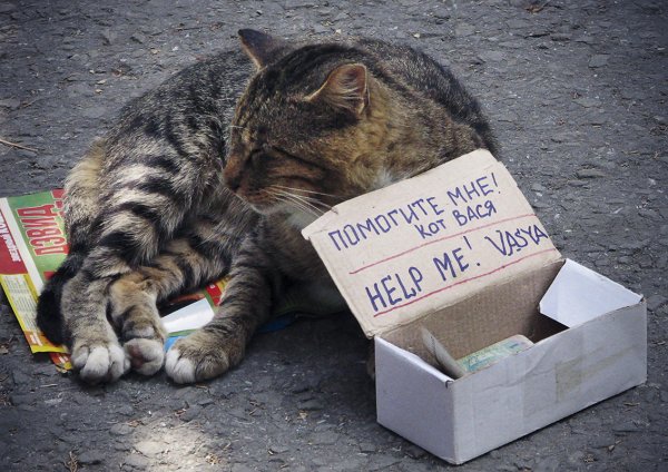 Нищий кот