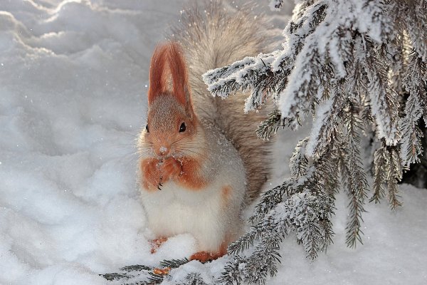 Смешные картинки животные зимой с надписями