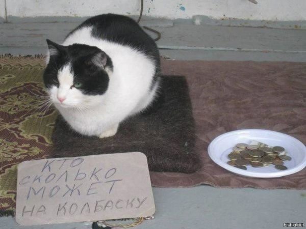 Кот просит милостыню