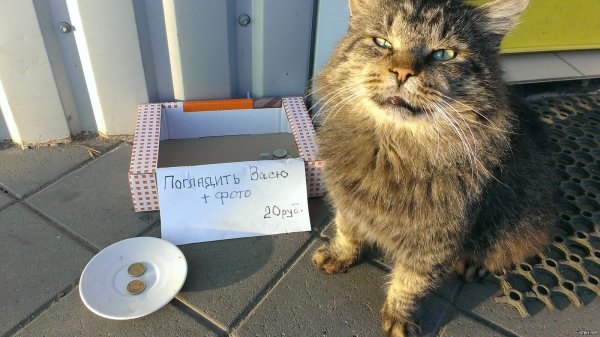 Кот попрошайка