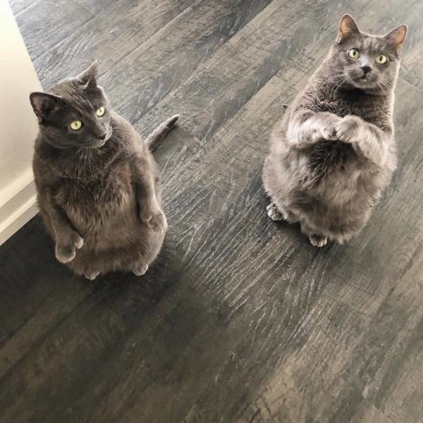 Смешные серые коты