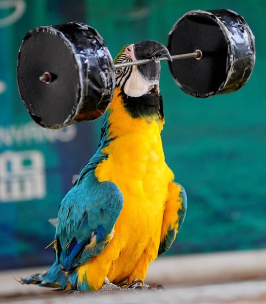 Самые смешные в мире картинки попугаи