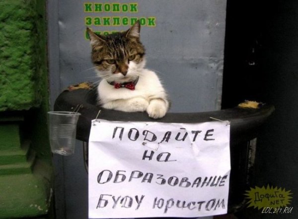 Котик попрошайка
