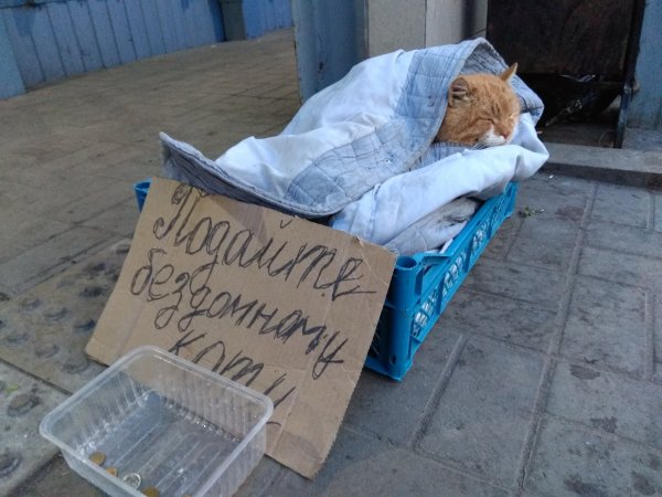 Кошка попрошайка