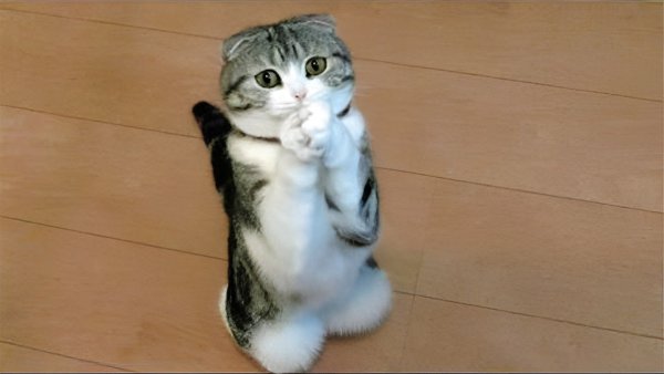 Умоляющий котик