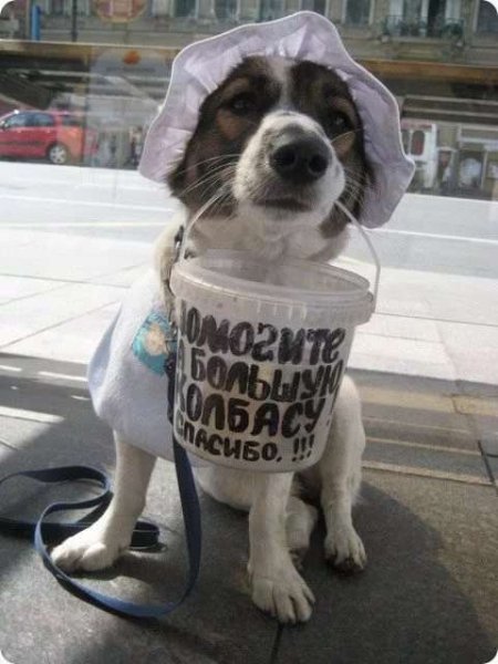 Смешные попрошайки