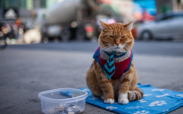 Рыжий кот на улице