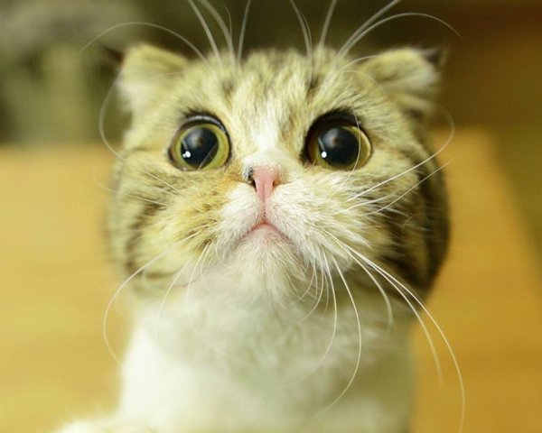 Котенок с глазами просящими