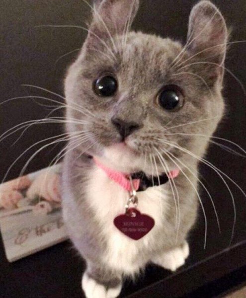 Кошка попрошайничает