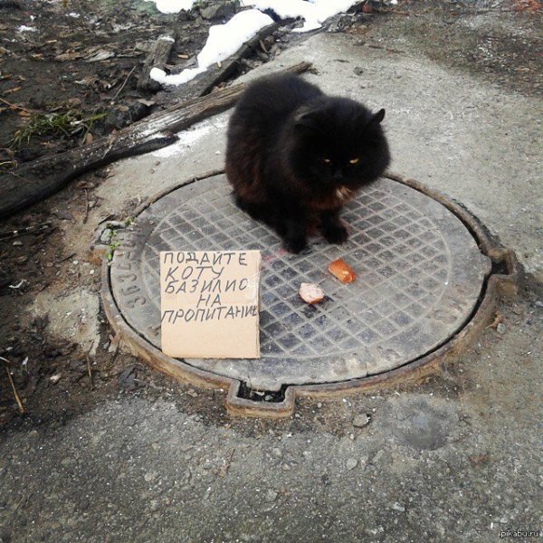 Котенок попрошайка
