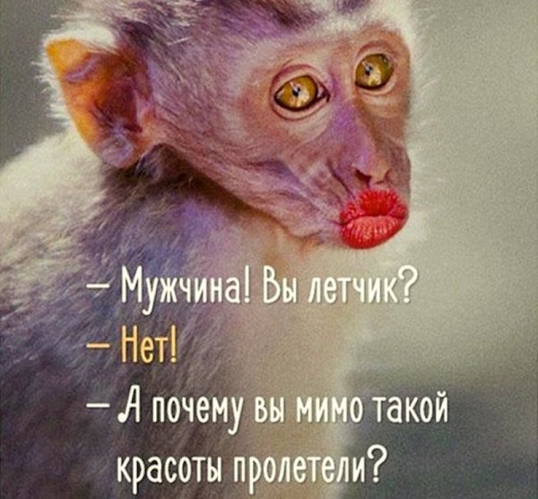 Прикольные обезьяны