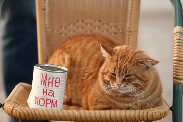 Попрошайка рыжий кот