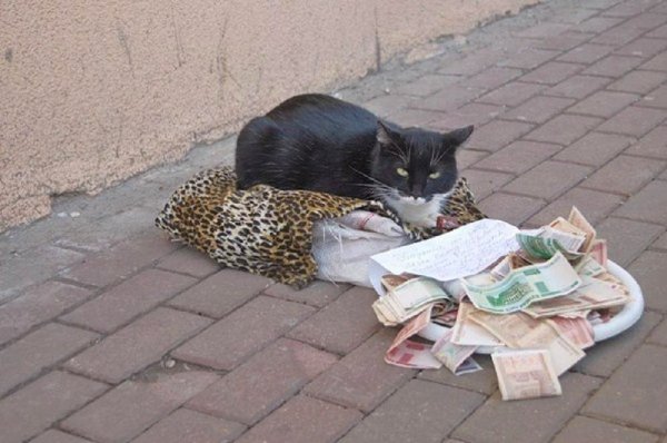Коты попрошайки