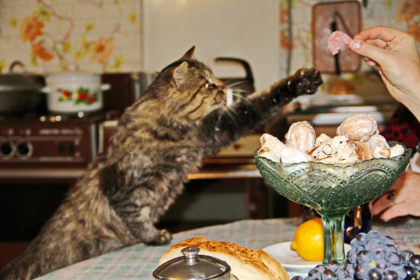 Котейка БАРМАЛЕЙКА