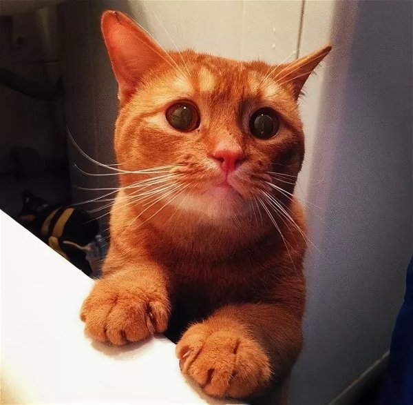 Умоляющий котик