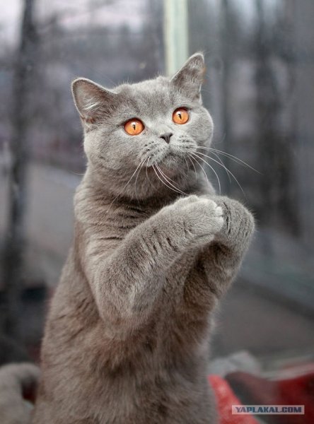 Котик попрошайка