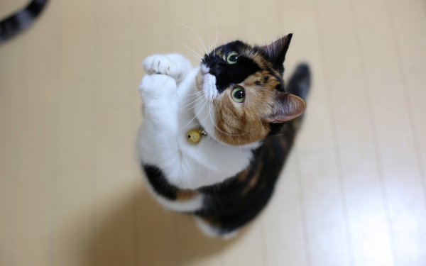 Просящий котик