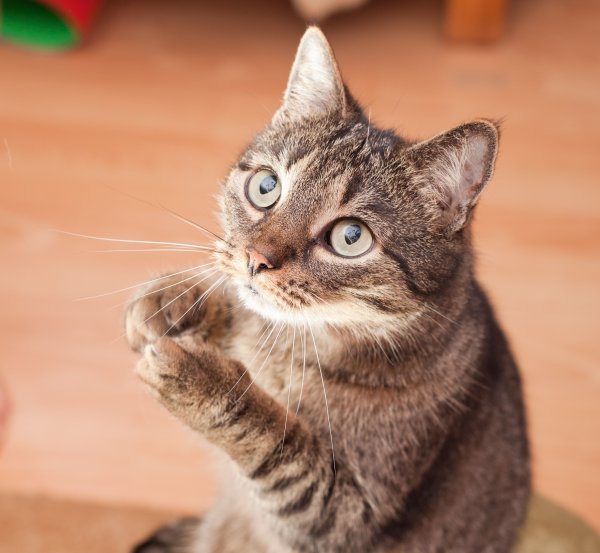 Европейская короткошерстная котенок