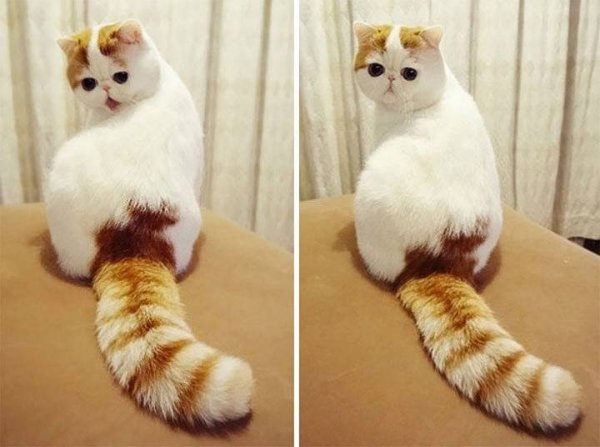 Самые смешные картинки породы кошек