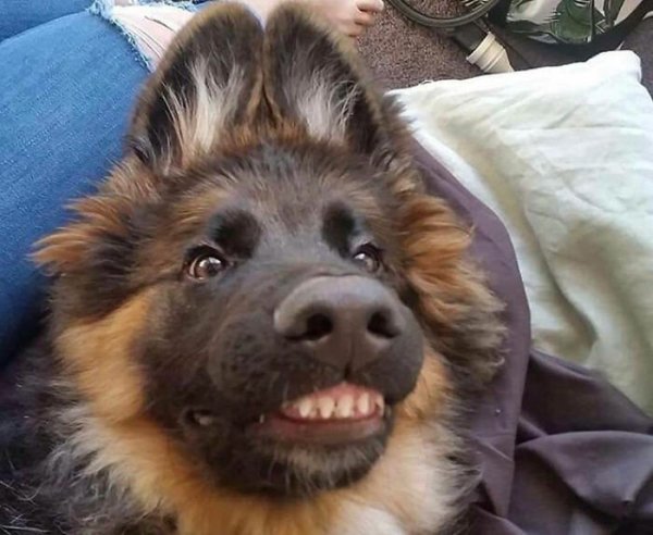 Смешные картинки собакенов
